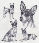 Rat Terrier Sketch