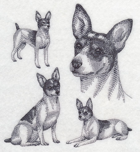 Rat Terrier Sketch