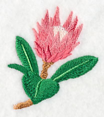 Protea Flower Bud 1