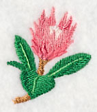 Protea Flower Bud 1