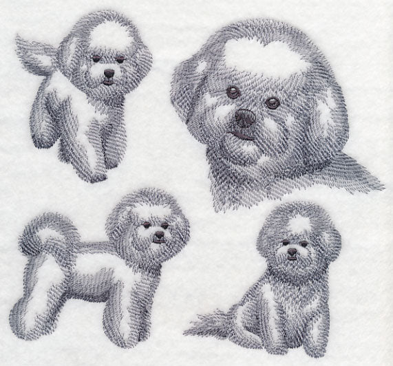 Bichon Frise Sketch