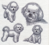 Bichon Frise Sketch