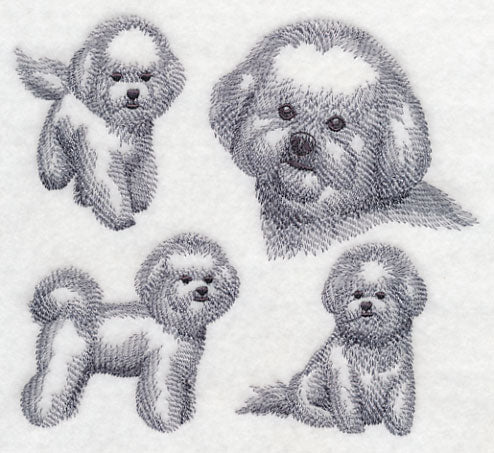 Bichon Frise Sketch