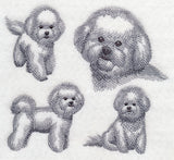 Bichon Frise Sketch