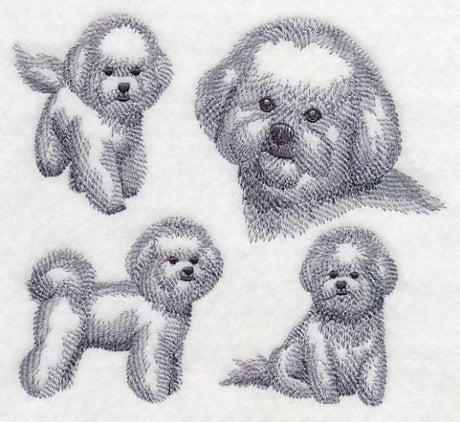 Bichon Frise Sketch
