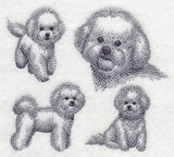 Bichon Frise Sketch