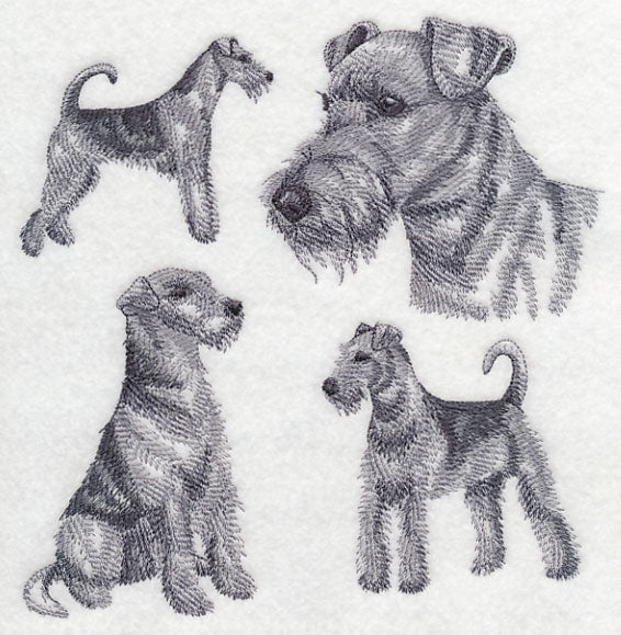 Airedale Sketch