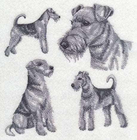 Airedale Sketch