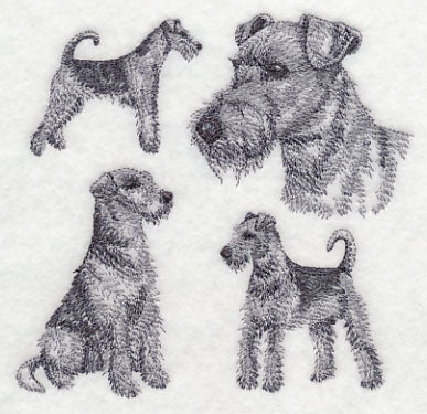 Airedale Sketch