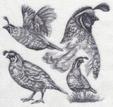 Quail Sketch