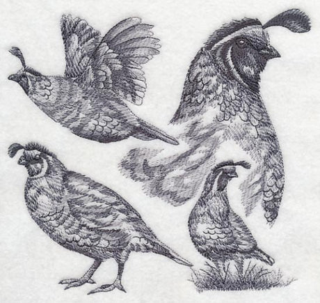 Quail Sketch