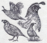 Quail Sketch