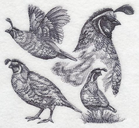 Quail Sketch