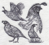Quail Sketch