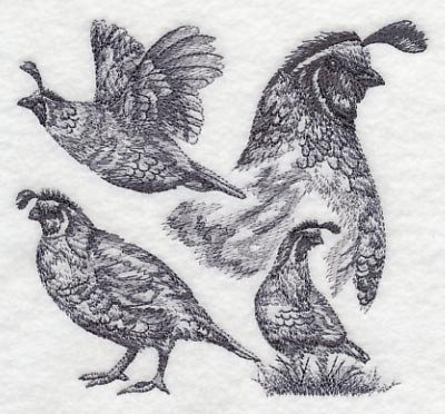 Quail Sketch