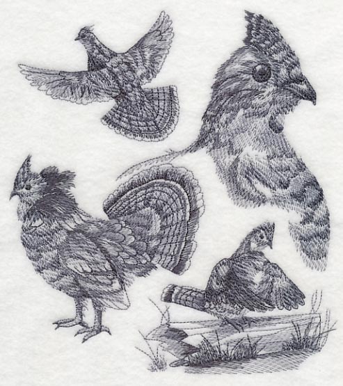 Ruffed Grouse Sketch