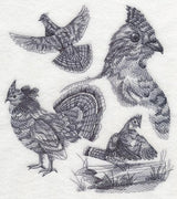 Ruffed Grouse Sketch