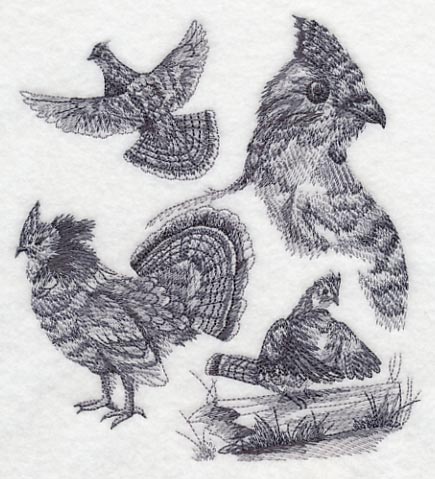 Ruffed Grouse Sketch
