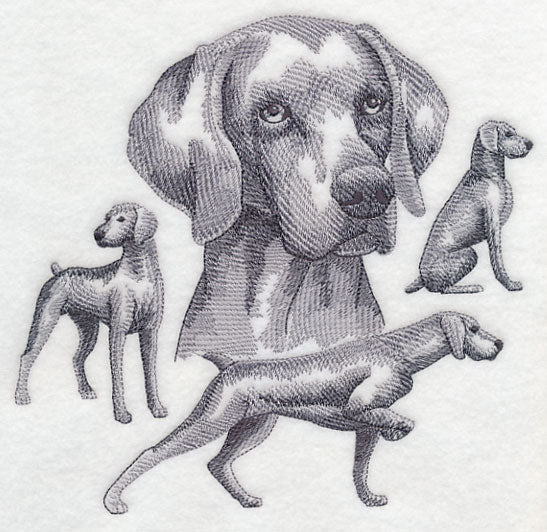 Weimaraner Sketch (Docked Tail)