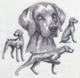 Weimaraner Sketch (Docked Tail)