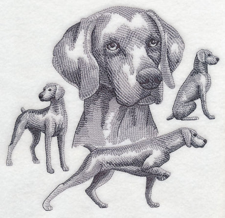 Weimaraner Sketch (Docked Tail)
