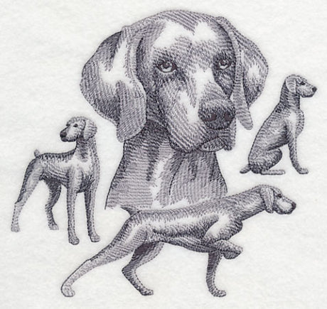 Weimaraner Sketch (Docked Tail)