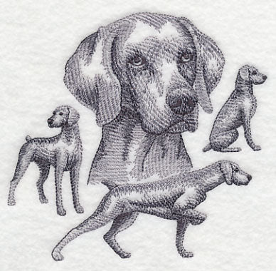 Weimaraner Sketch (Docked Tail)