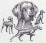Weimaraner Sketch