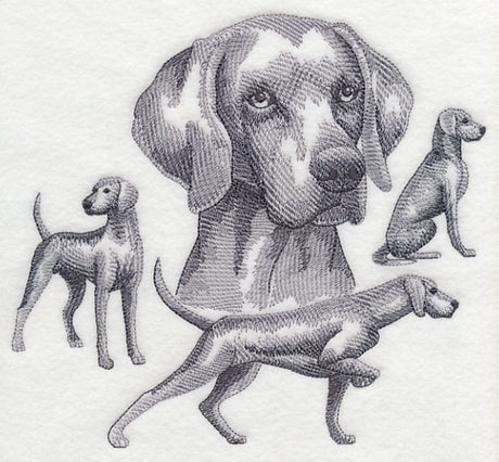 Weimaraner Sketch