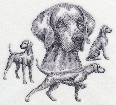 Weimaraner Sketch