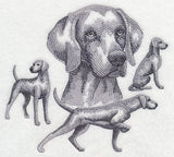 Weimaraner Sketch