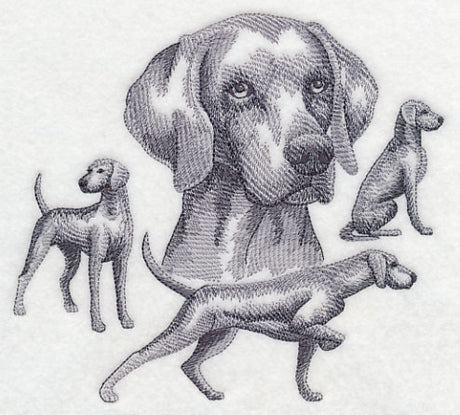 Weimaraner Sketch