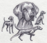 Weimaraner Sketch