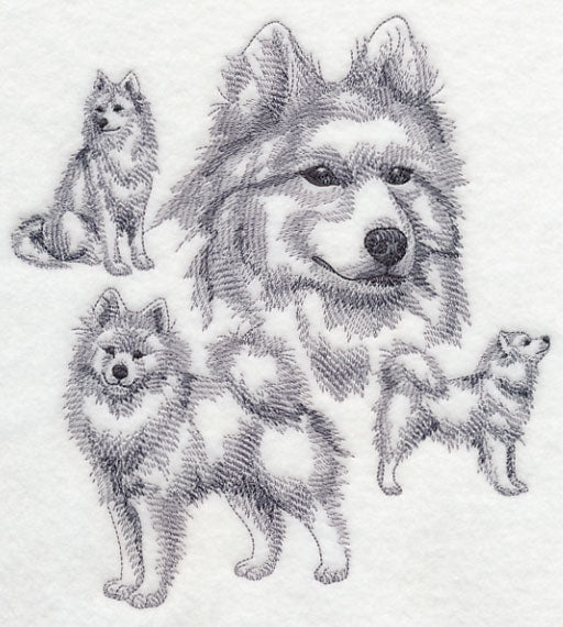 Samoyed Sketch