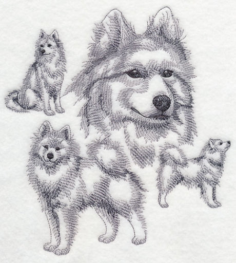 Samoyed Sketch