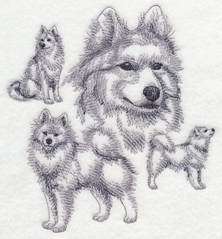 Samoyed Sketch