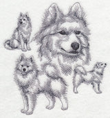 Samoyed Sketch