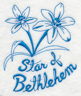 Winter Garden Star of Bethlehem