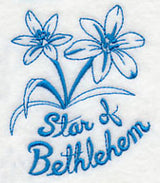 Winter Garden Star of Bethlehem