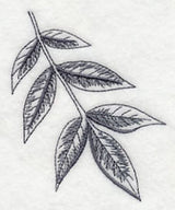 Ash Leaf