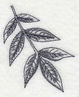 Ash Leaf