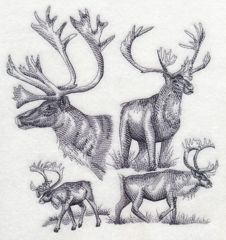 Caribou Sketch