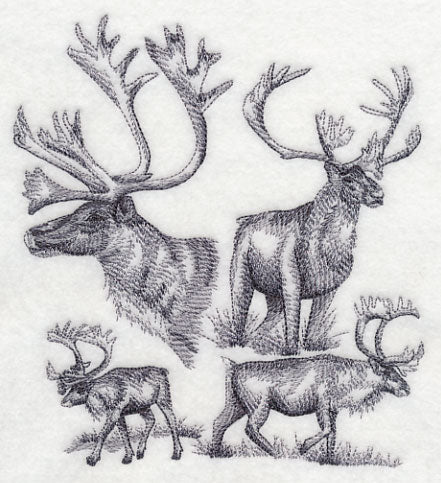 Caribou Sketch