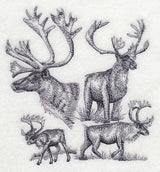 Caribou Sketch