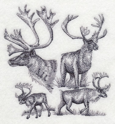 Caribou Sketch