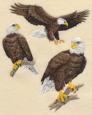 Bald Eagle Collage