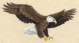 Bald Eagle in Flight