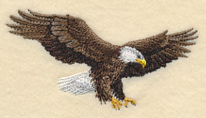 Bald Eagle in Flight