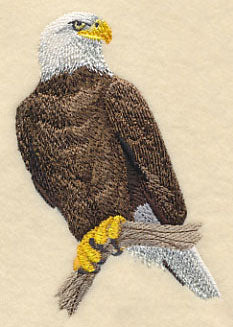 Bald Eagle Perching 1