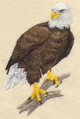Bald Eagle Perching 2